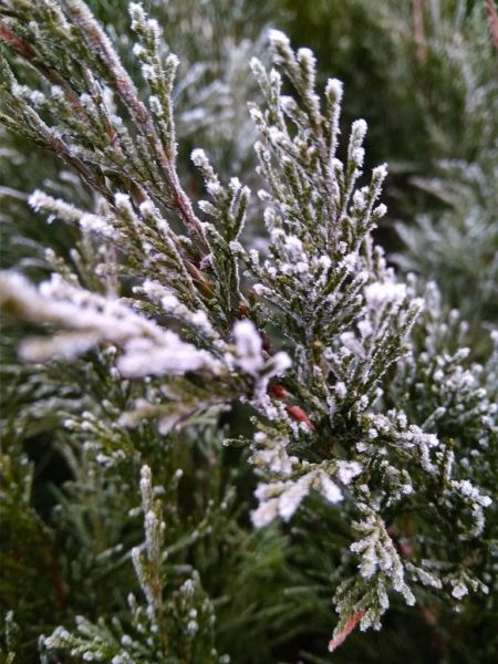 Зима встретилась с весной: в Мариуполе зелень и цветы припорошило снегом