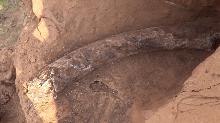 В Донецкой области археологи обнаружили бивень мамонта