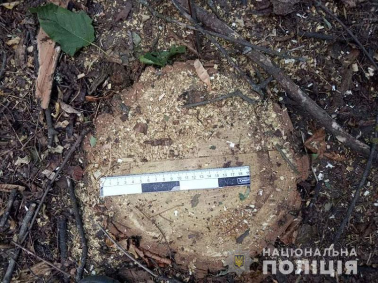 Кузов был забит свежеспиленными деревьями: вблизи Мариуполя незаконно рубили лес (ФОТО)
