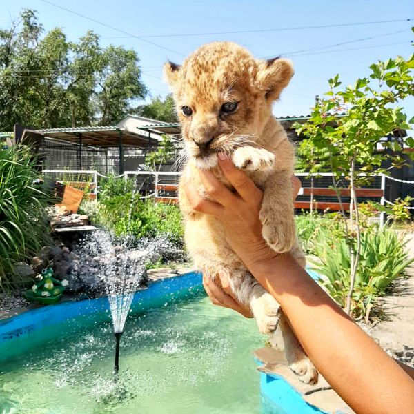 В мариупольском зоопарке у новорожденного львенка отказали почки