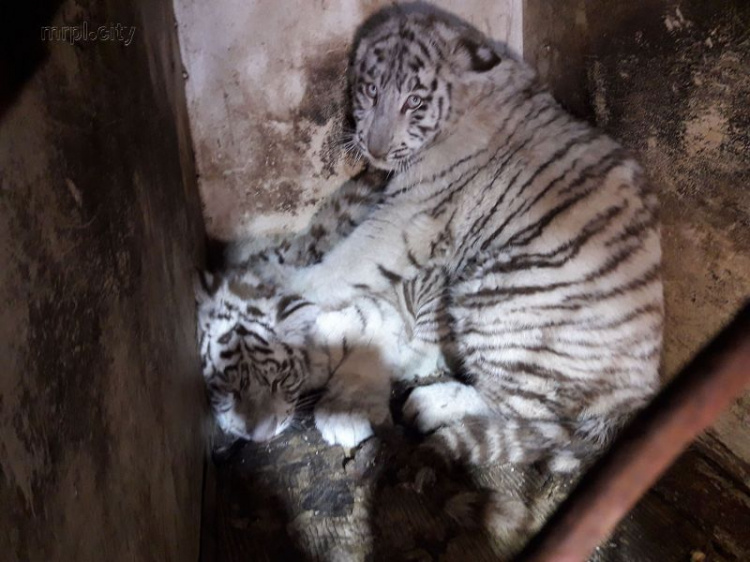 В Мариуполь приехали белые тигрята: таких в мире всего 130 (ФОТО)