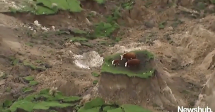 Три коровы чудом спаслись от землетрясения в 7,5 балла в Новой Зеландии (ВИДЕО)