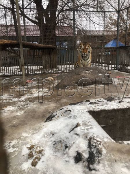 Символы 2022 года - в мариупольском зоопарке: каковы особенности характера и повадки у тигров