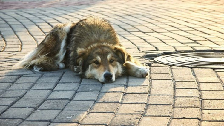 Бродячие собаки Мариуполя проходят трехуровневое тестирование на агрессию к человеку