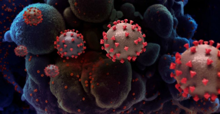 Самый опасный штамм коронавируса «омикрон» из Южной Африки добрался до Европы