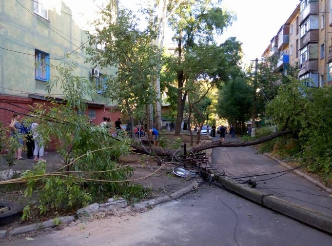 В Мариуполе дерево упало на столб под напряжением, завалило подъезд, пять домов без света (ФОТОФАКТ)