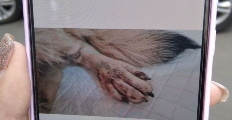В Мариуполе под колеса машины попала собака: водителя будут судить