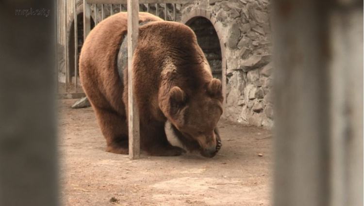В Мариуполе освободили из «петли» бурого медведя (ФОТО+ВИДЕО)
