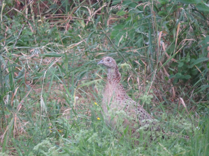 В мариупольских парках разгуливают стаи фазанов (ФОТО)