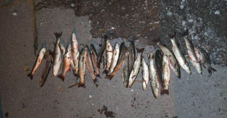 Мариупольские браконьеры, наловившие рыбы более, чем на 30 тысяч гривен, заплатят штраф (ФОТО)