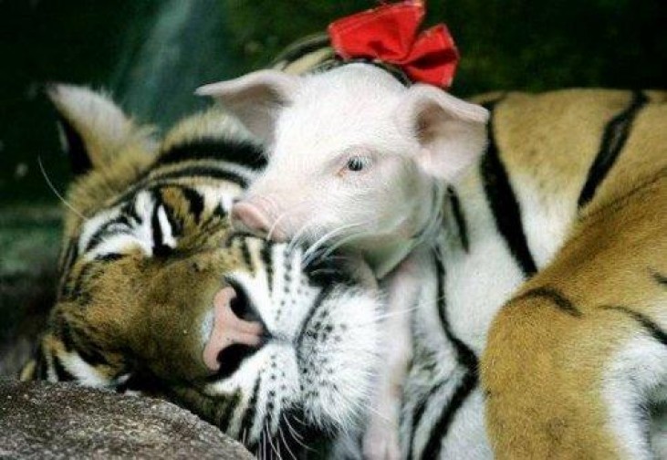 Невероятная дружба животных (ФОТО)
