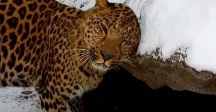 Животные в мариупольском зоопарке обрадовались снегу (ВИДЕО)
