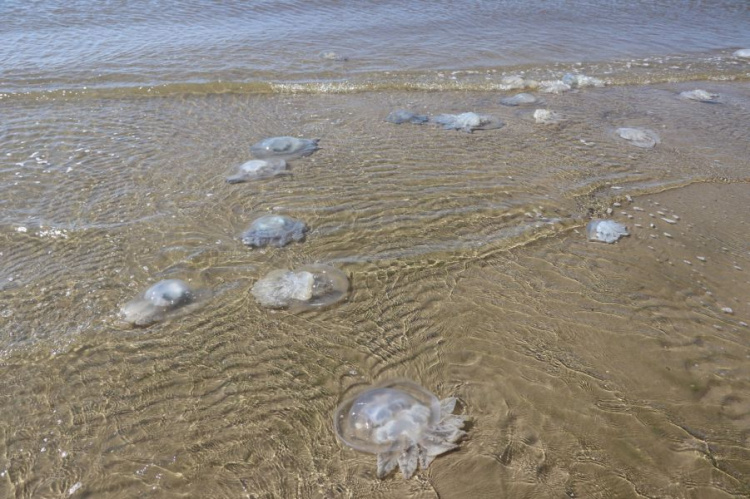 Пляж под Мариуполем превратился в «медузное» желе (ФОТОФАКТ)