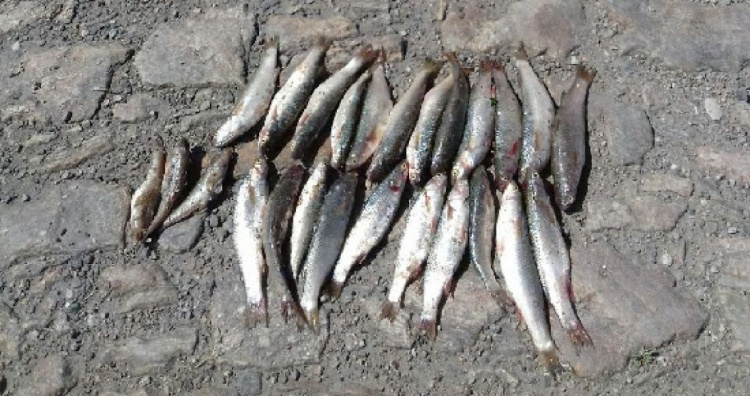 Браконьер в Мариуполе наловил рыбы на более чем 15 тысяч гривен