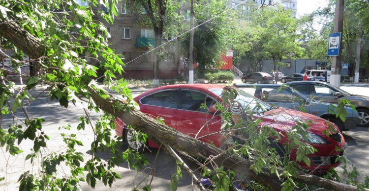 В Мариуполе дерево рухнуло на парковку с машинами (ФОТОФАКТ)