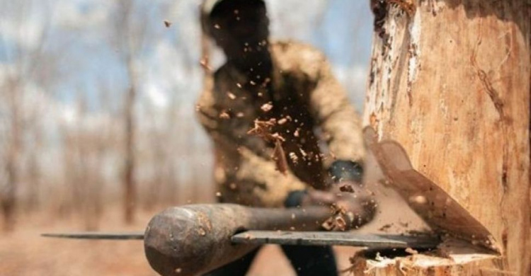 Военный незаконно рубил лес под Мариуполем