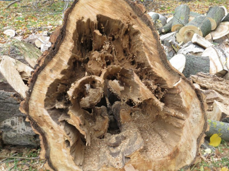 В Мариуполе срезали более 1700 деревьев