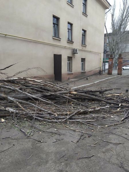 В Мариуполе дерево рухнуло на электропровода (ФОТОФАКТ)