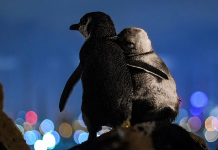 Объятия одиноких: фото двух овдовевших пингвинов получило международную премию