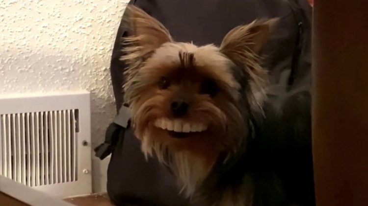 Стала звездой интернета: в Америке собака «примерила» вставную челюсть (ФОТО+ВИДЕО)