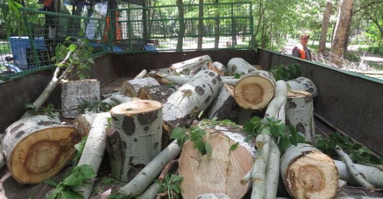 Коммунальщики в Мариуполе режут здоровые деревья, чтобы бороться с сухостоем (ФОТО+ВИДЕО)