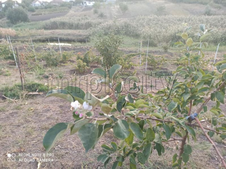 Пришествие «второй весны»: в Мариуполе зацвели деревья