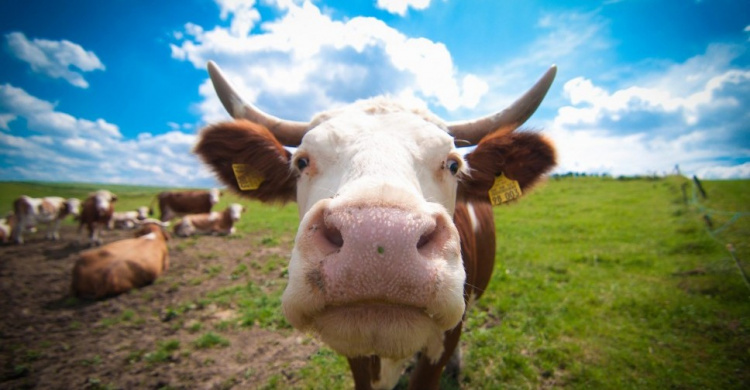 В частном секторе Мариуполя фермер развел 60 коров и засыпал улицу навозом