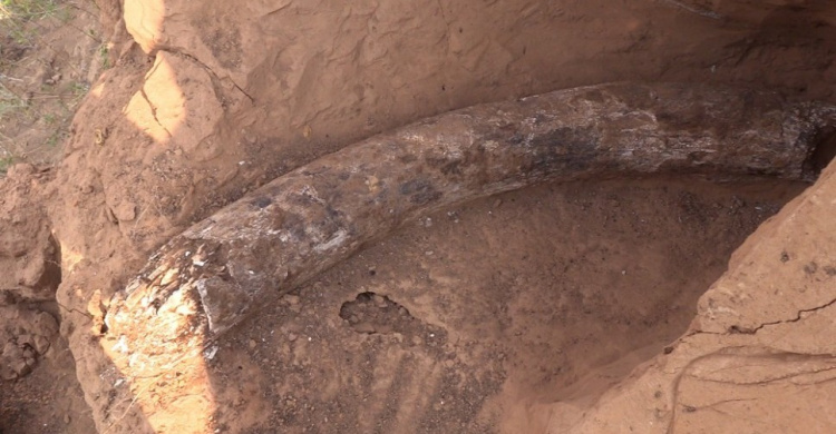 В Донецкой области археологи обнаружили бивень мамонта