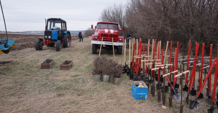 В Донецкой области на месте ожесточенных боев высадили дубы