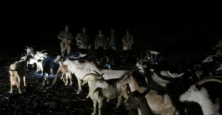 В Луганской области двое украинцев перегоняли в Россию коз