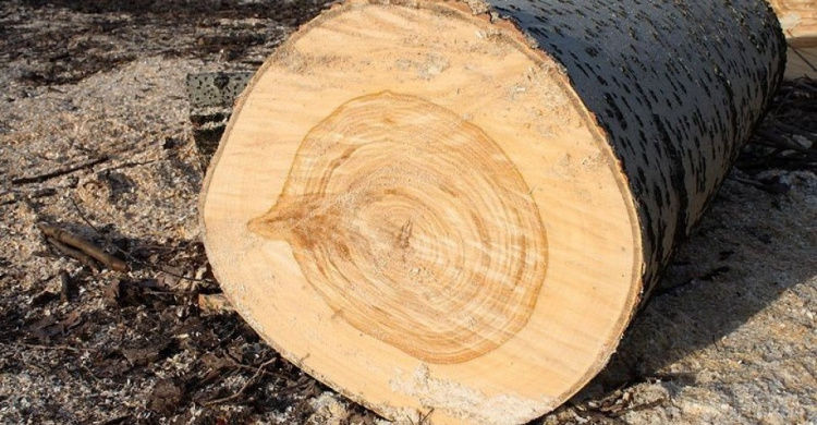 Мариупольские дровосеки срубили 181 дерево
