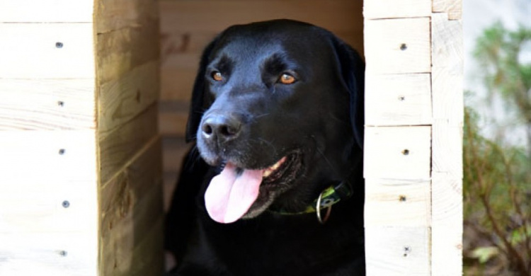 В Мариуполе обустраивают дома для полицейских собак (ФОТО, ВИДЕО)