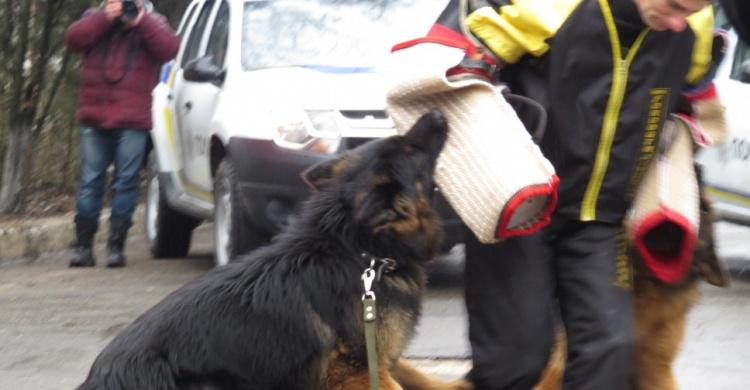 В Мариуполе умные собаки «учат» немецкий язык и ошеломляют преступников (ФОТО+ВИДЕО)