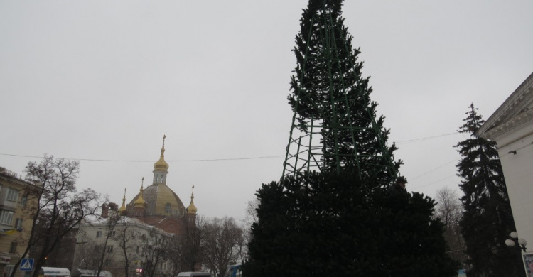 В День святого Николая в Мариуполе установили главную городскую елку (ФОТОФАКТ)