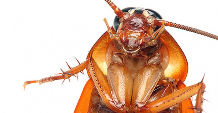 В мариупольских супермаркетах на продуктах живут тараканы (ФОТО)