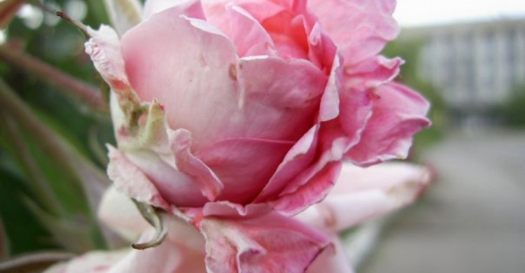 В парке 40-летия Победы Мариуполя высадят 50 кустов роз