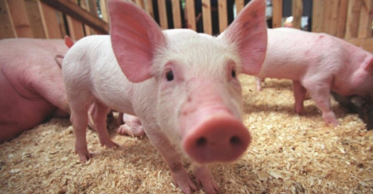 В Славянске введены карантинные мероприятия из-за африканской чумы свиней