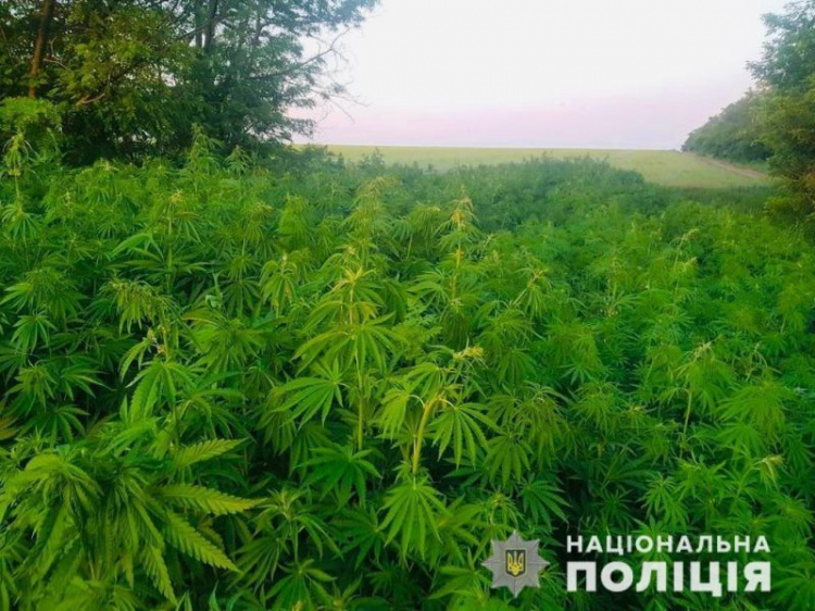 Время наркоурожая: на Донетчине изъяли более 11 тысяч кустов конопли (ФОТО)