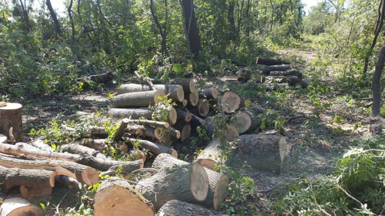 В Донецкой области незаконно срубили деревьев на 1,8 млн грн (ФОТО)