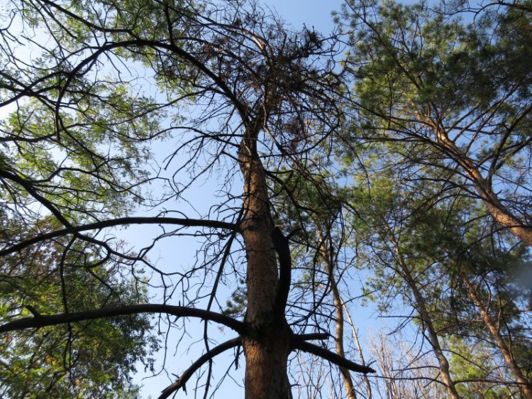 В Мариуполе массово вырубают растения для спасения сосновой рощи (ФОТОФАКТ)