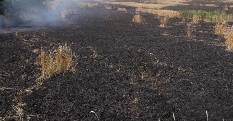 Огонь охватил «хлебное» поле площадью 27 га около Мариуполя (ФОТО)