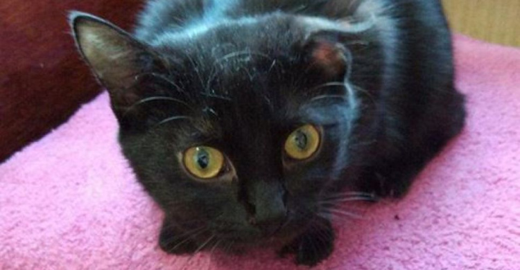Патрульные Мариуполя ищут новый дом для спасенного котенка (ФОТО)
