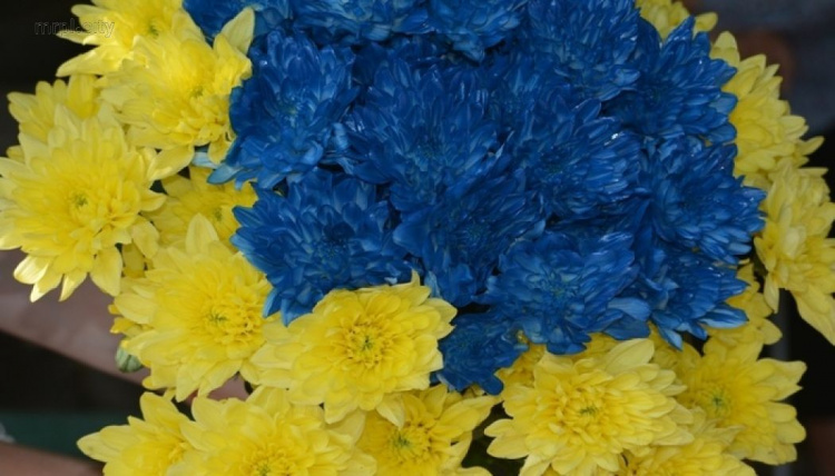 Патриотизм, сине-желтые букеты и флешмоб - мариупольцы отмечают День Конституции (ФОТО)