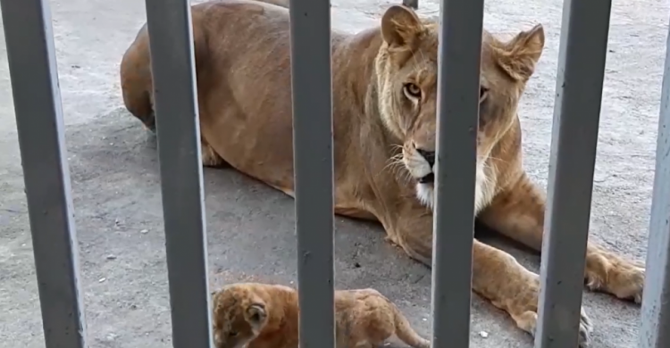 Львенок, медвежонок и енотики: в мариупольском зоопарке пополнение (ВИДЕО)