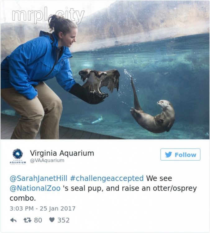 Зоопарки и аквариумы начали соревнование за самых милых животных
