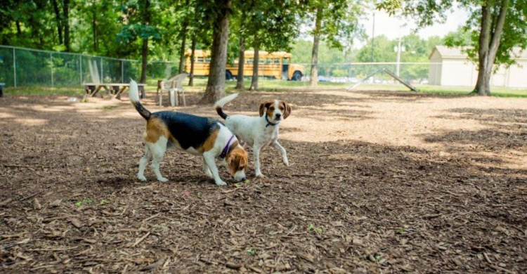 В Мариуполе появятся парки для выгула собак?