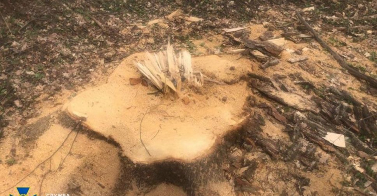 На Донетчине чиновники наживались на незаконной вырубке леса: ущерб превысил два миллиона гривен