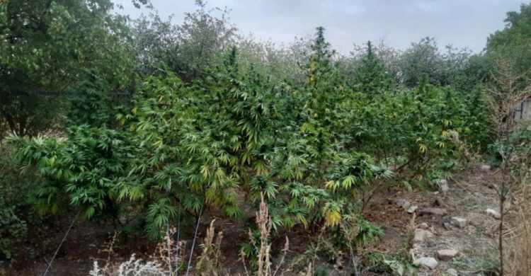 Конопляный «сад»: на Донетчине обнаружили наркохозяйство