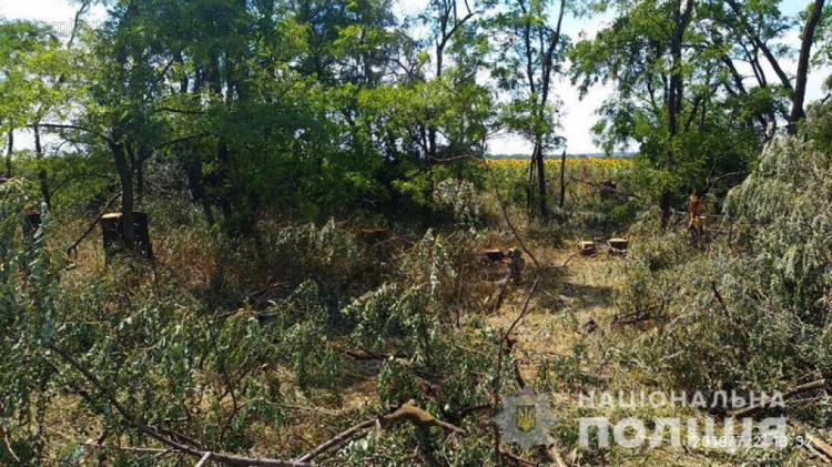 На Донетчине «черные лесорубы» закопали труп (ФОТО)