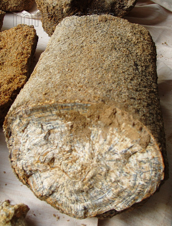 В Мариуполе раскопали останки древнего слона, обитавшего от 4 до 2,5 млн лет назад (ФОТО)